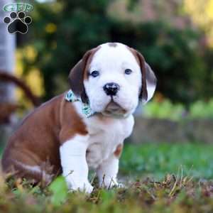 Miles, Beabull Puppy